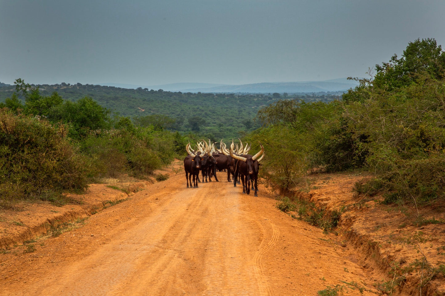 Uganda 1/5