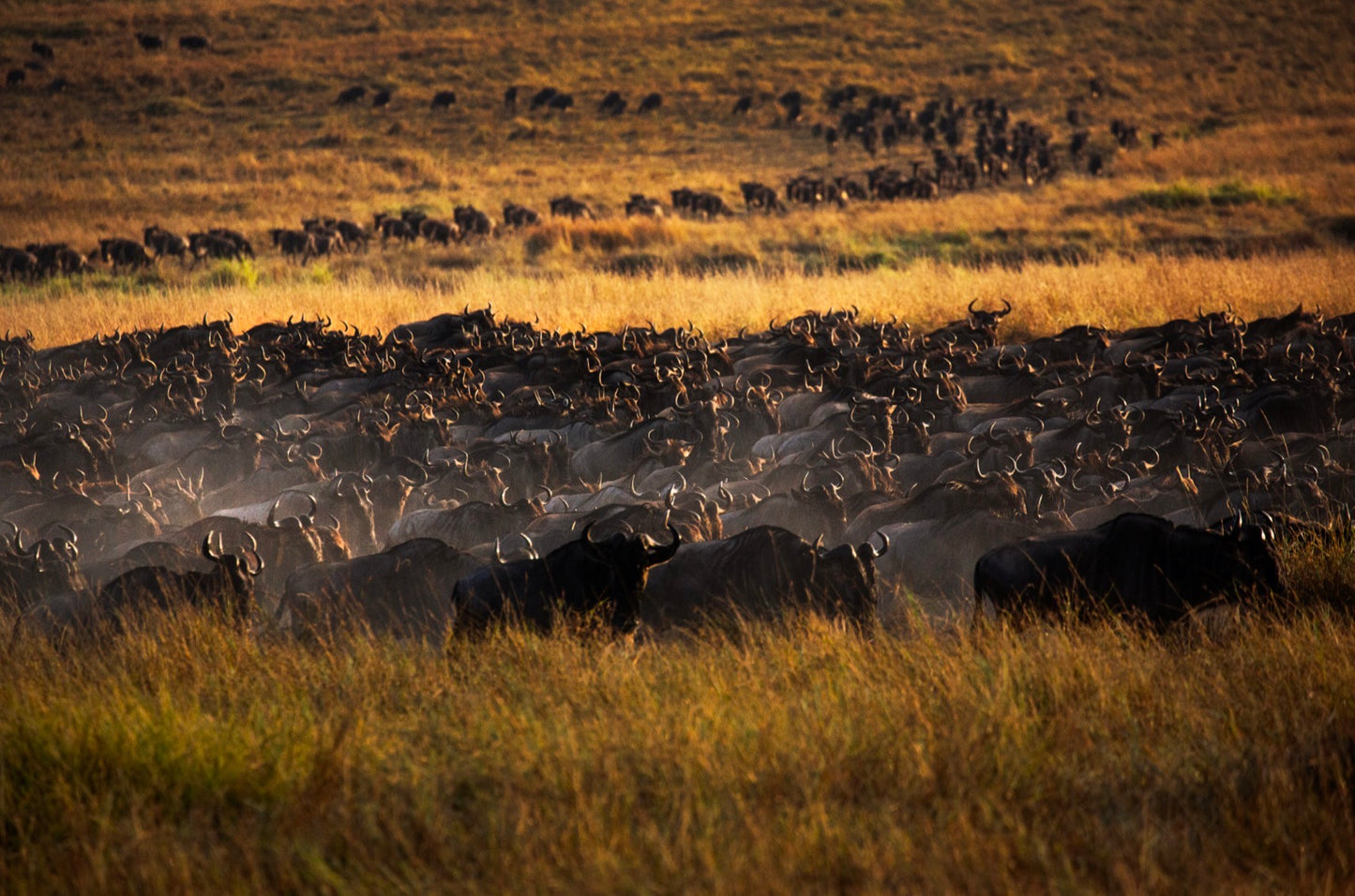 Masai Mara Göç 1/5