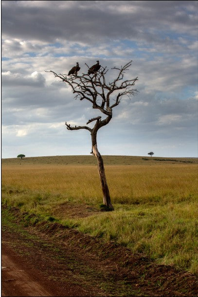 Kenya 1/5